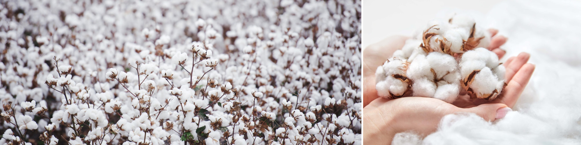 A field of white cotton and a hand holding a handful of white cotton buds